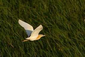 Bildergebnis für czapla_modronosa