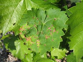 Image result for Grape Leaf Brown Spots