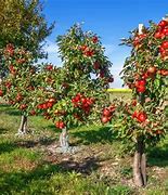 Image result for Dwarf Apple Trees Varieties