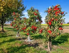 Image result for Dwarf Yellow Apple Tree