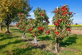 Image result for Semi-Dwarf Apple Tree Size