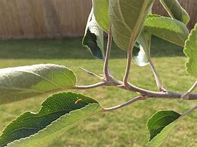 Image result for Apple Tree Diseases Leaf Curl