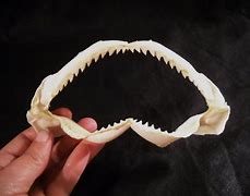 Image result for Shark Teeth in Jawbone