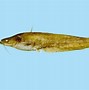 Image result for Amur Catfish