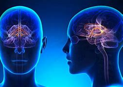 Image result for Brain Limbic System