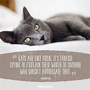 Image result for Funniest Cat Quotes