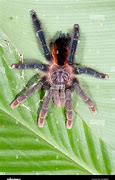 Image result for Tarantula Gigante