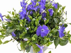 Image result for Vinca minor Josefine