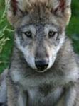 Image result for Timber Wolf Pup