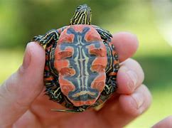 Image result for Funny Baby Painted Turtle
