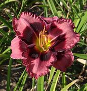 Image result for Hemerocallis Macbeth