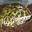 Image result for pets tree frogs species