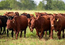 Image result for Images of Cattle Grazing
