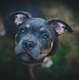 Image result for American Bully XL Merle