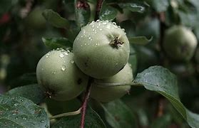 Image result for Apple Blossom Fruit Tree