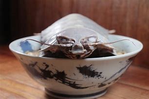 Image result for Ramen with Crustaceean Isopod
