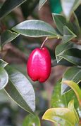 Image result for Syzygium Australe