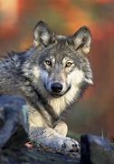 Image result for Wolf MWC24