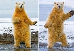 Image result for Bear Funny Dance
