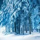 Image result for Winter Snow iPhone Wallpaper