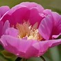 Image result for Paeonia Wladyslawa (Lactif-S-Group)