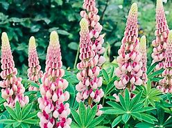 Image result for Lupinus The Chatelaine