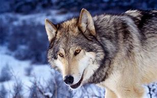 Image result for Animal Wallpaper Wolf