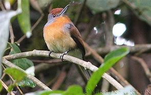 Image result for Nonnula ruficapilla