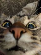 Image result for Cool Cat Faces