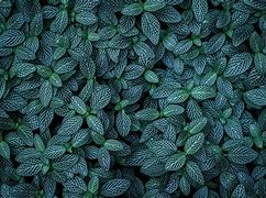 Image result for Leaf Wallpaper Texture