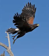 Image result for Arizona Hawks