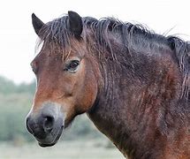 Image result for Brown Horse Pic
