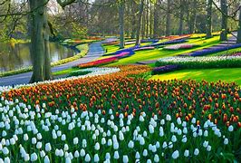 Image result for Amsterdam in March Tulips