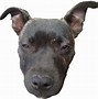 Image result for Mugatu Picture Dog On Head