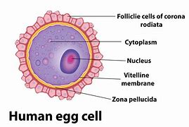 Image result for Smallest Type of Cell
