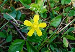 Image result for Duchesnea indica