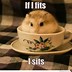 Image result for Holding Hamster Meme