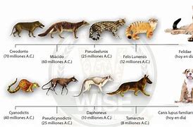 Image result for EVOLUCION Animal