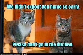 Image result for Inappropriate Funny Cat Memes