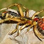 Image result for Biggest Camel Spider