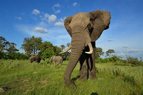 Image result for How Big Is an African Elephant