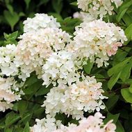 Image result for Hydrangea macrophylla Xian