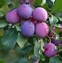 Image result for Combination Apple Trees