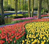 Image result for Keukenhof Tulips Park