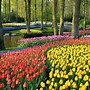 Image result for Amsterdam Flower Fields