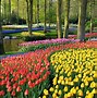 Image result for Tulip Fields in Amsterdam