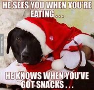 Image result for Funny German Shepherd Dog Memes