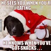 Image result for Holiday Dog Meme