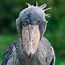 Image result for Giant Pelican Stork
