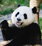 Image result for Newborn Giant Panda